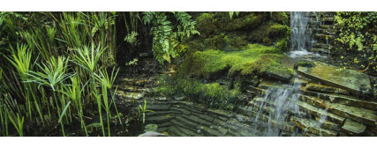 Enhancing Your Backyard with a Stunning Naturalistic Pond